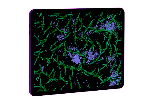 Cobertura de malezas